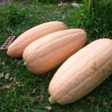 Pink banana bundeva: fotografija, recenzije, prinos